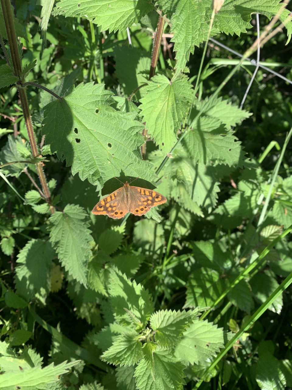 Mariposa de los muros